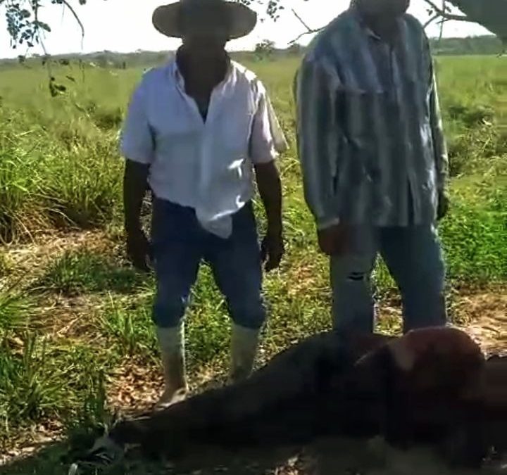 TRABAJADORES DE LA ESTANCIA CURITIBA ENCONTRARON VIVO AL FISCAL HUCHANI